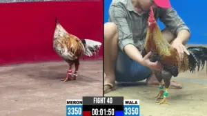 video đá gà cpc2 ngày 26/10/2026